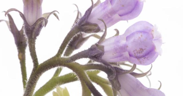 Allantoin