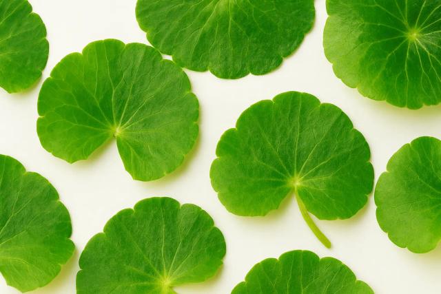 Centella Asiatica