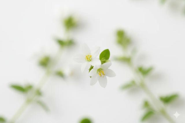 Brahmi
