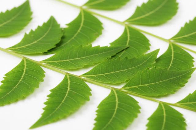 Neem