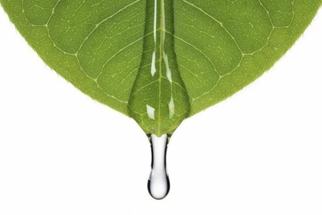 Tea Tree Oil