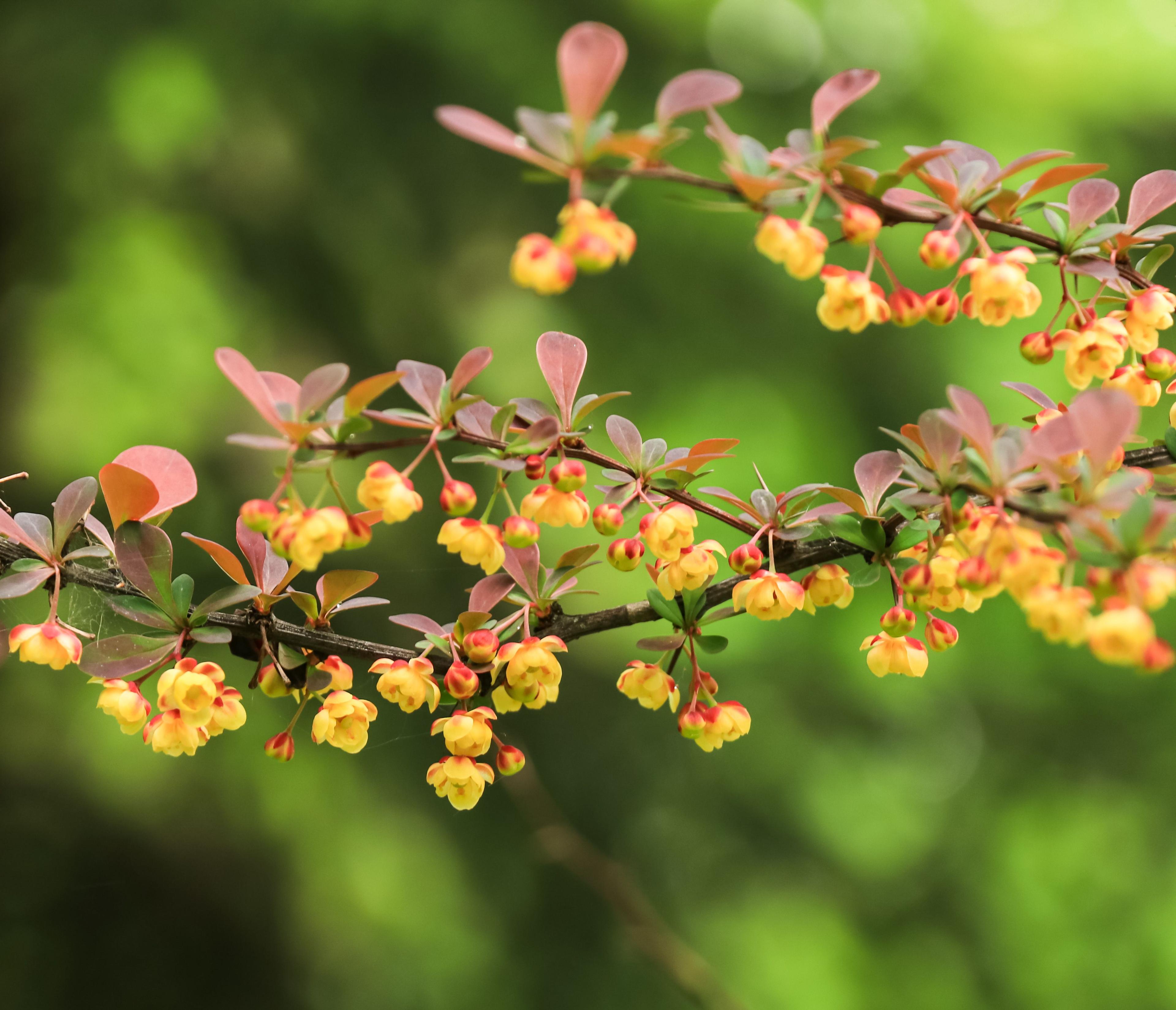 Ayurvedic detox herbs for acne prevention