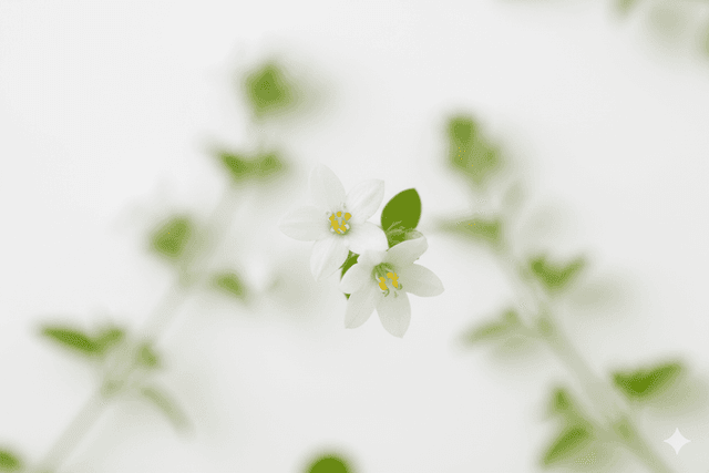 Brahmi