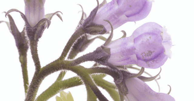 Allantoin