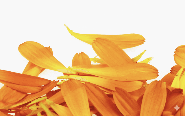 Calendula Officinalis Flower Extract