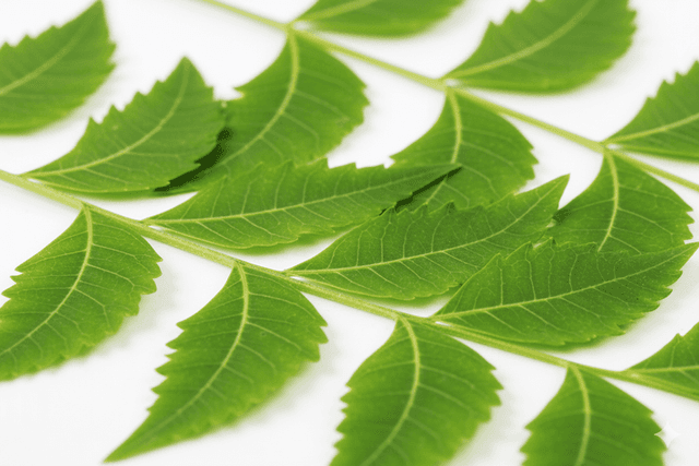 Neem