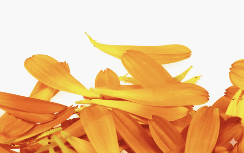 Calendula Officinalis Flower Extract