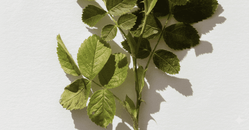 Camellia Sinensis Leaf Extract