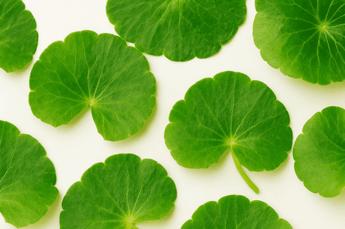 Centella Asiatica Extract