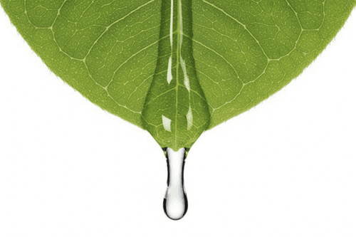 Melaleuca Alternifolia (Tea Tree) Leaf Oil